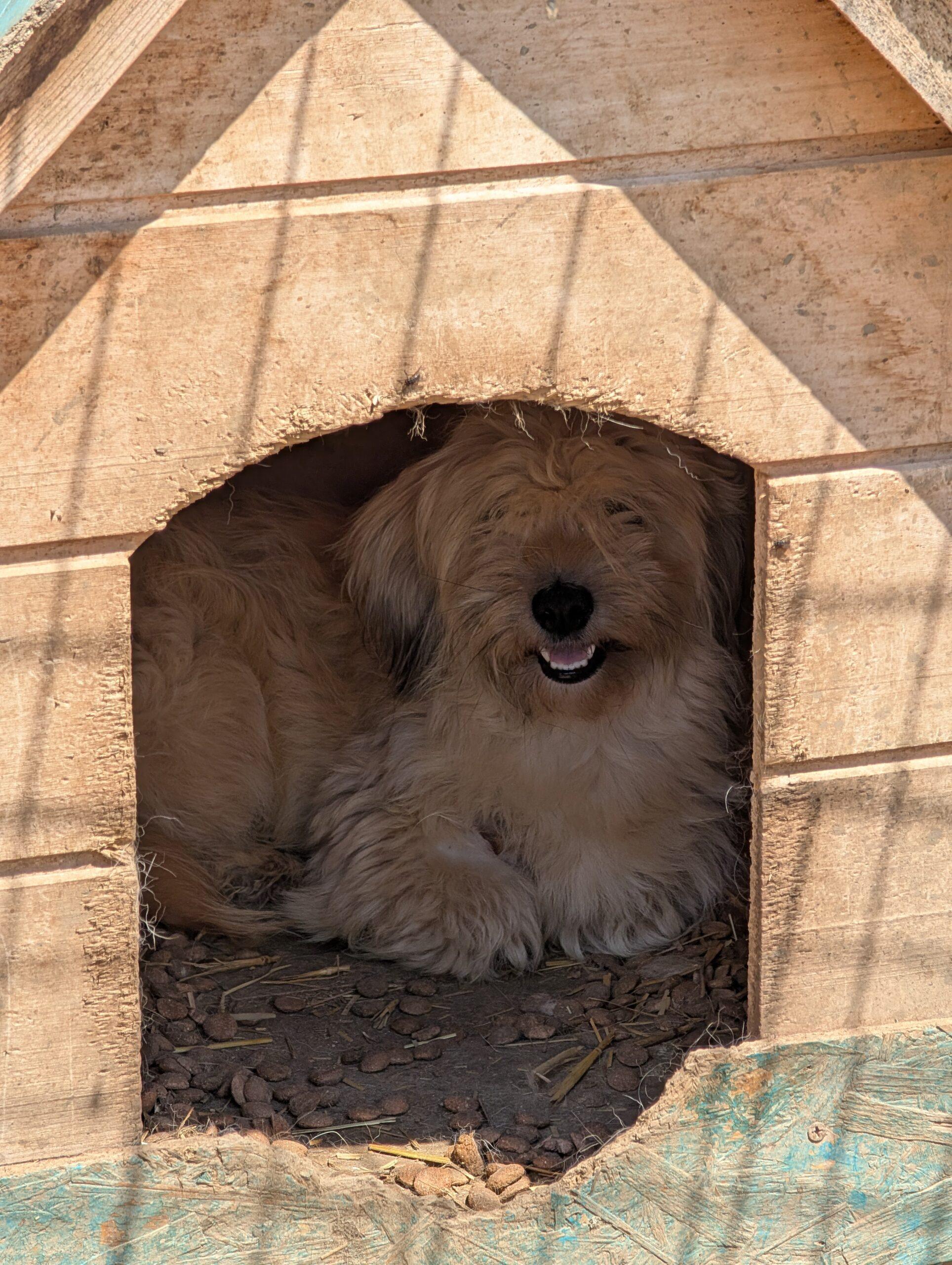 Adopter