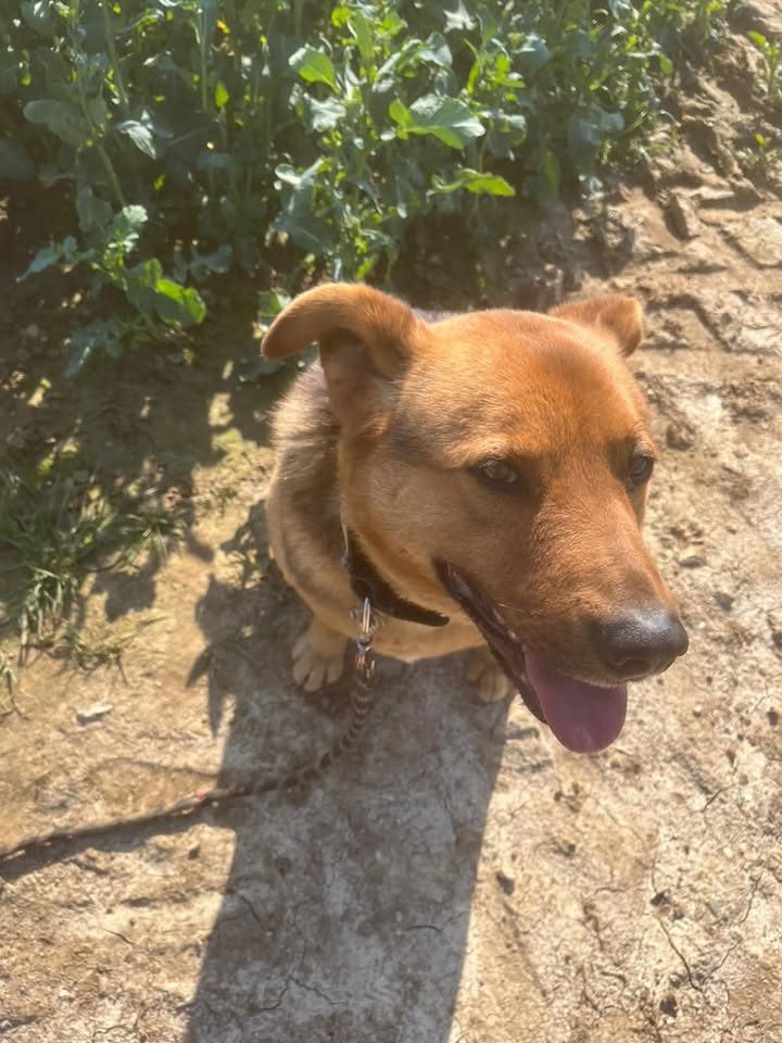 Association Célestia, Partenaire du Refuge d'Alina & Anda