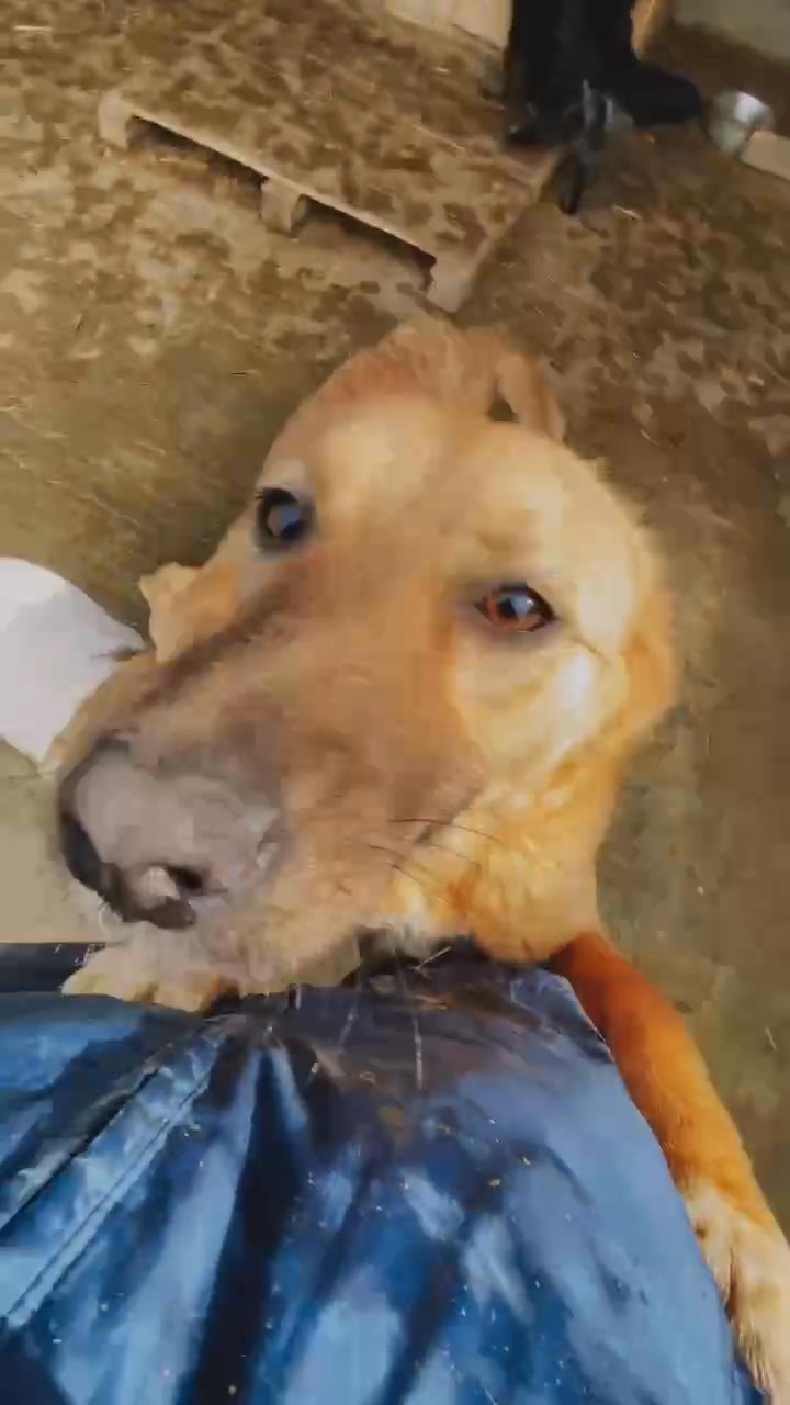 Association Célestia, Partenaire du Refuge d'Alina & Anda