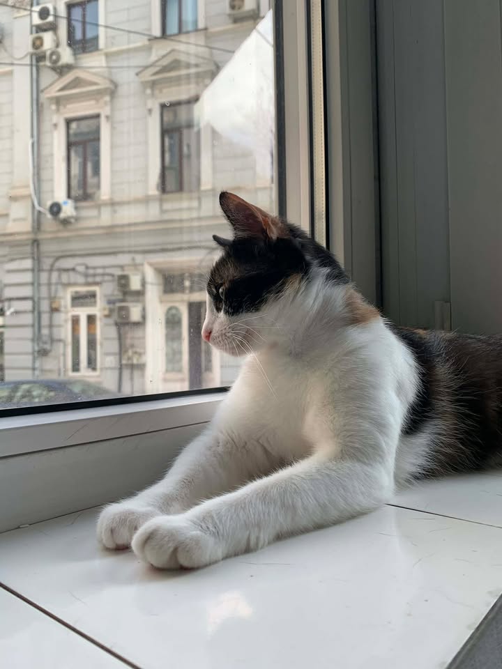 Association Célestia, Partenaire du Refuge d'Alina & Anda