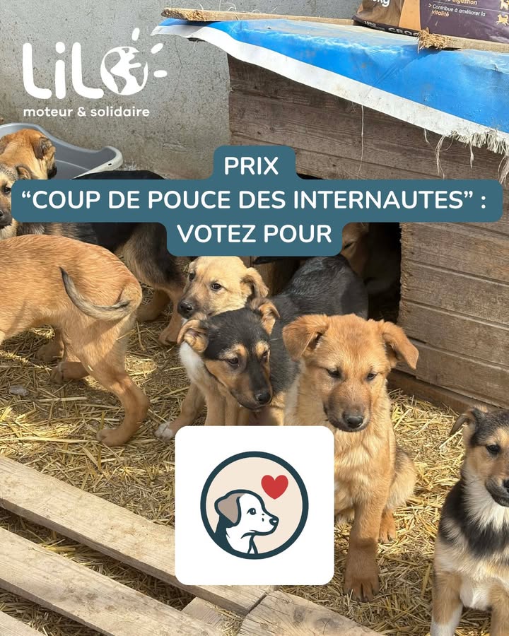 Association Célestia, Partenaire du Refuge d'Alina & Anda