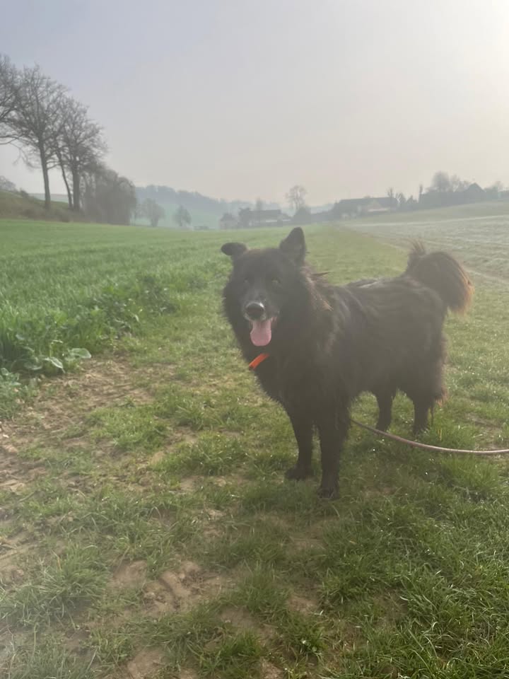 Association Célestia, Partenaire du Refuge d'Alina & Anda