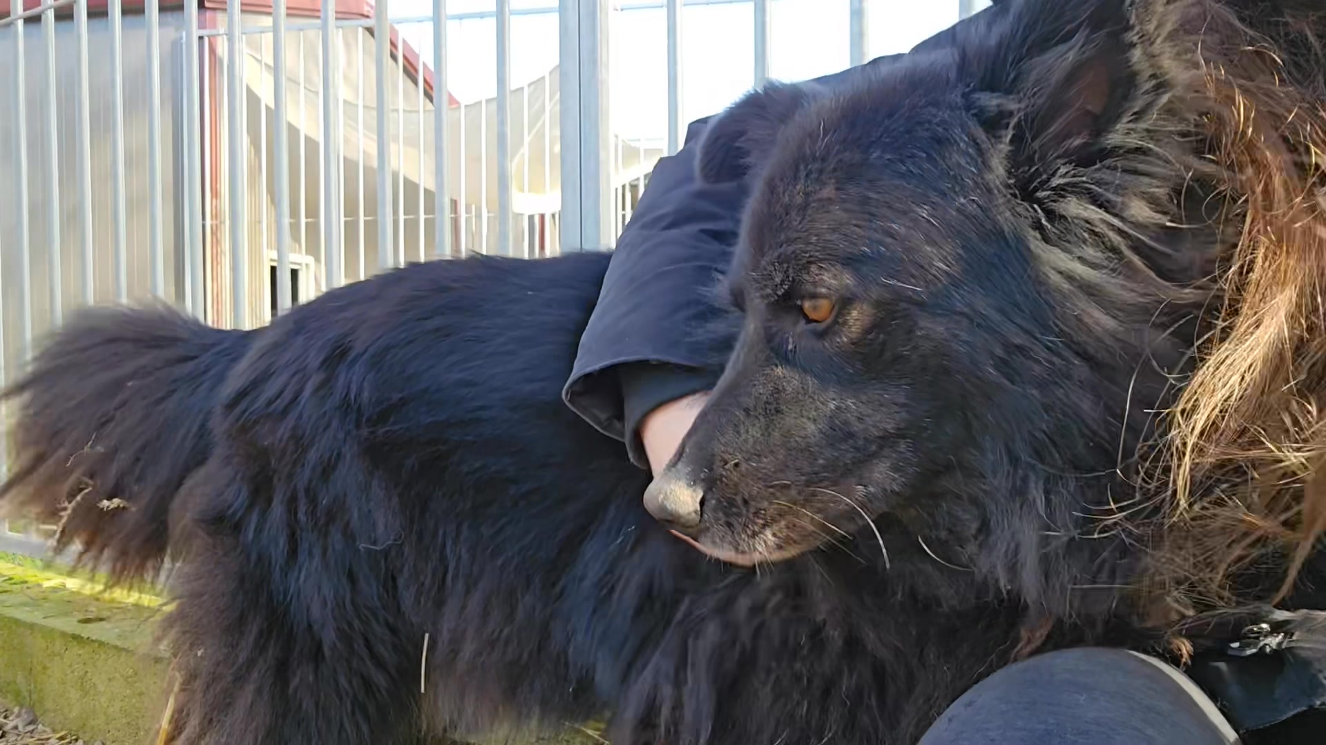 Association Célestia, Partenaire du Refuge d'Alina & Anda