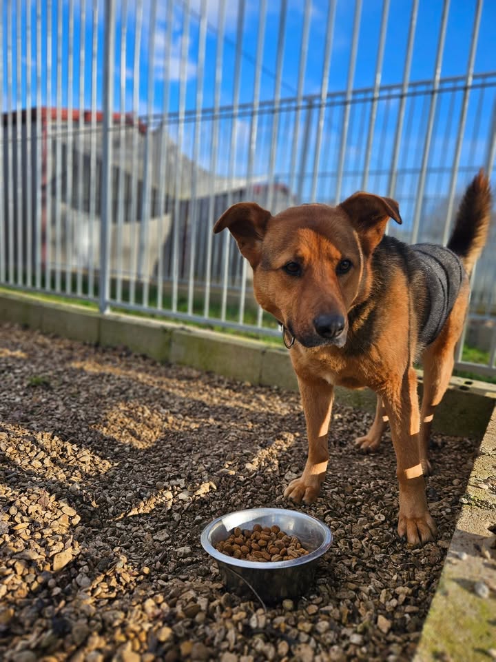 Association Célestia, Partenaire du Refuge d'Alina & Anda