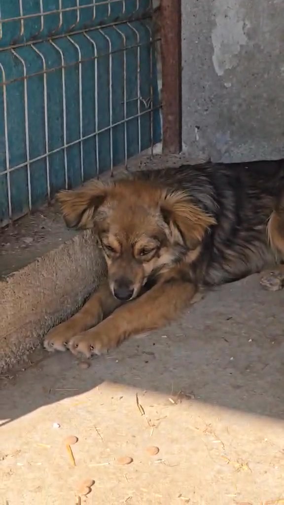 Association Célestia, Partenaire du Refuge d'Alina & Anda