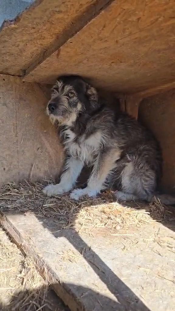 Association Célestia, Partenaire du Refuge d'Alina & Anda