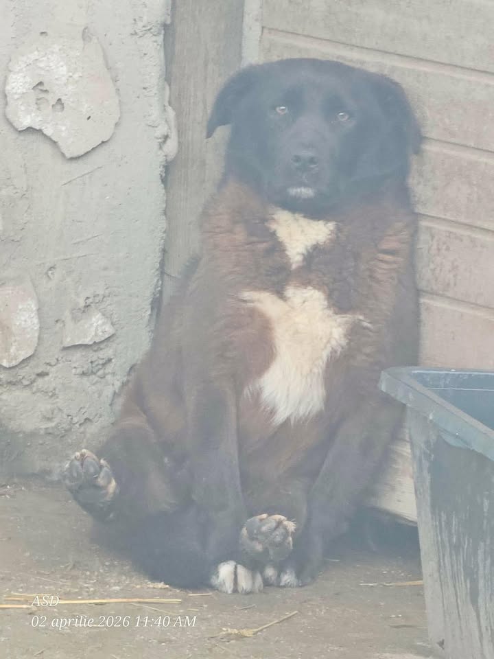 Association Célestia, Partenaire du Refuge d'Alina & Anda