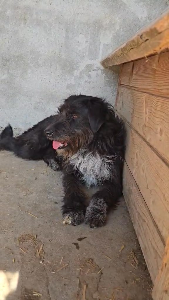 Association Célestia, Partenaire du Refuge d'Alina & Anda