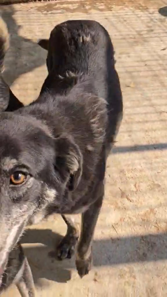 Association Célestia, Partenaire du Refuge d'Alina & Anda